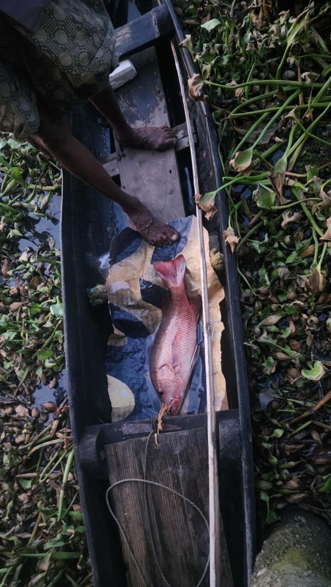 Cheenavala Fishing Homestay Kochi Eksteriør billede